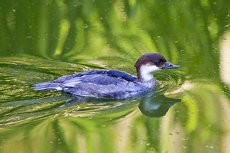具有反射效果的雌小型鸭女性荒野游泳水禽眼睛账单羽毛水鸟鸭子动物图片
