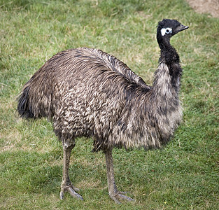 妇女常备(Emu)图片