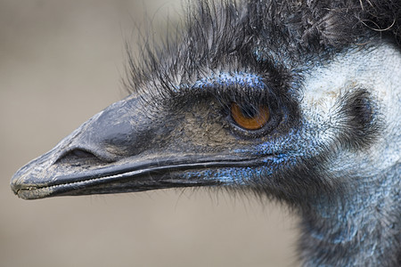Emu 头贴近图片