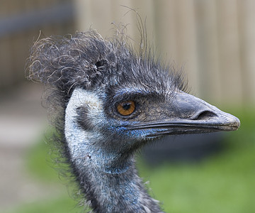 Emu 蓝头贴近图片