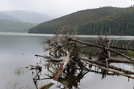 死树倒在湖中森林木头反射日志荒野下雨叶子侵蚀风景环境图片