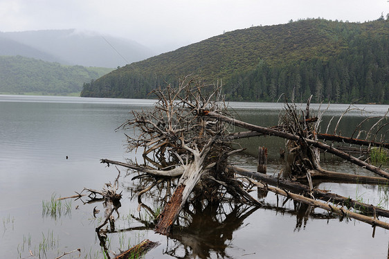 死树倒在湖中森林木头反射日志荒野下雨叶子侵蚀风景环境图片