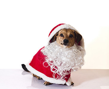 桑塔克拉斯狗宠物季节性帽子节日白色朋友小狗胡须哺乳动物红色图片