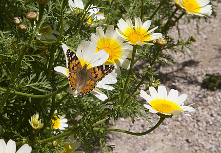 蝴蝶花朵翅膀居住黄色鳞翅目动物花粉雏菊昆虫图片