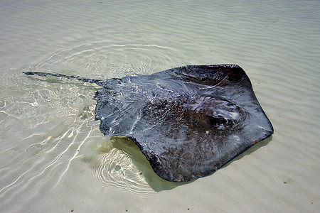 水中的曼塔动物灰色海滩慈波蝠鲼食物背景图片