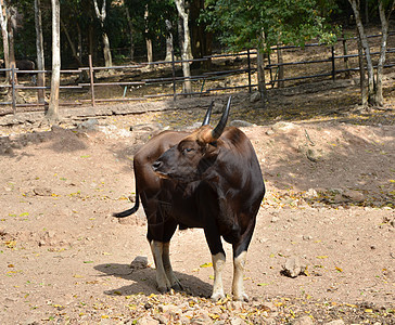 盖尔(Gaur)照片图片