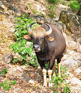 盖尔或塞拉登乌合之众水牛肌肉热带喇叭动物园动物群丛林森林奶牛图片