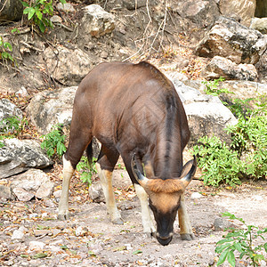 盖堡丛林地面荒野野牛生物热带团体公园野生动物动物群图片