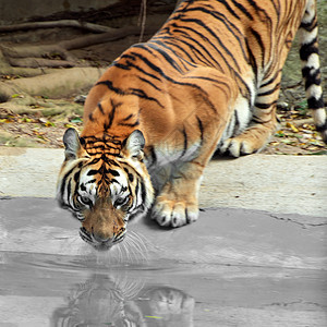 阿穆尔西伯利亚老虎图片