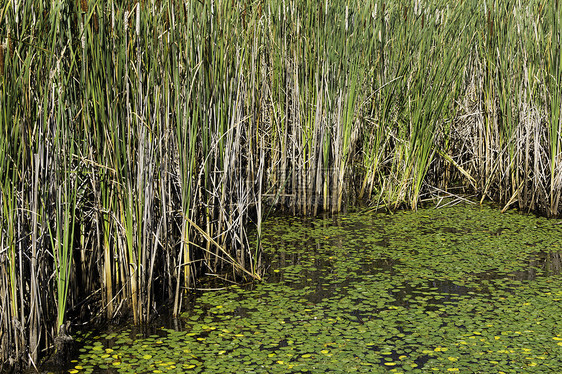 在沼泽中的百合和尾巴图片