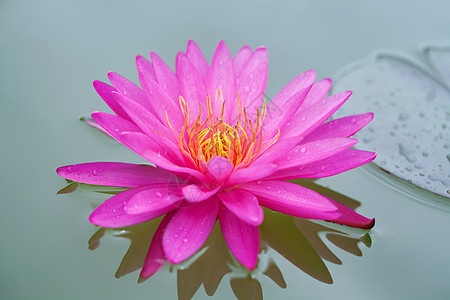 粉莲的特写宏观百合绿色白色植物热带公园粉色图片