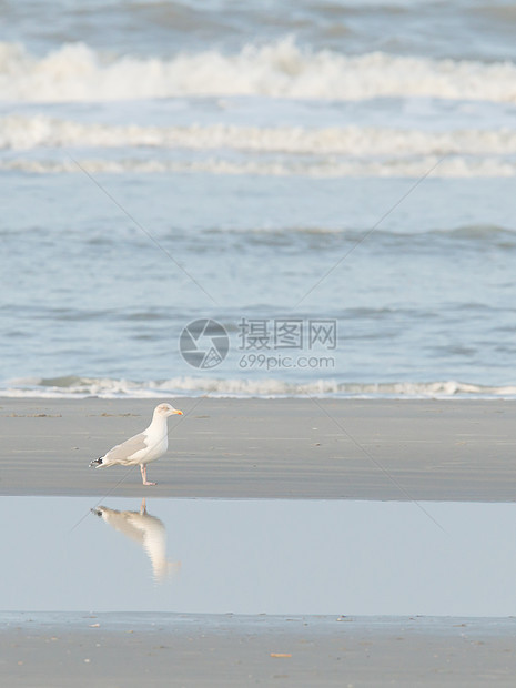 沙滩上的海鸥翅膀羽化小路支撑海滩剪裁环境栖息地城市假期图片