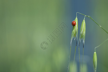 中调式花朵绿色昆虫植物红色图片