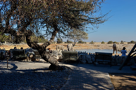 休息营水坑景象象牙斑马跳羚白色荒野黑色长椅图片