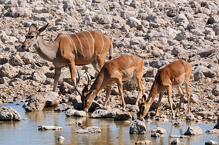 大Kudu牛 Impala公羊和Euwe图片