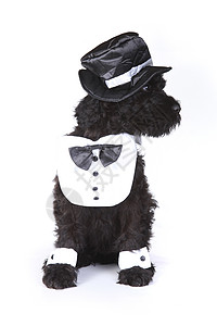 俄罗斯世界杯可爱的俄罗斯黑狗 白色背景的小狗袖口哺乳动物朋友领结黑色帽子工作室伴侣宠物管家背景