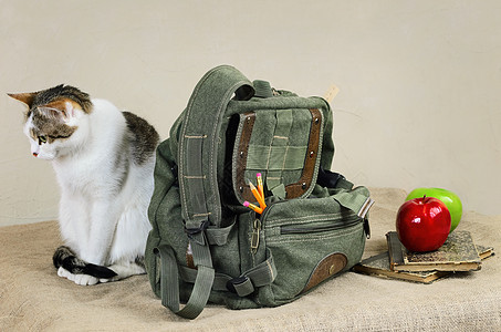 猫和背包图片