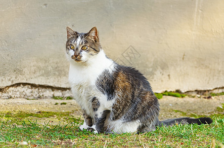 猫类动物群环境流浪猫家畜流浪动物草地哺乳动物宠物图片