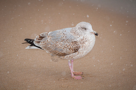 海鸥海岸燕鸥翅膀雪花生态海滩棕色黑色古董支撑图片