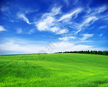 绿绿地地平线天空太阳植物场地天气农场生长蓝色晴天图片