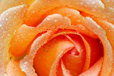 带有玫瑰的滴子水分液体叶子生长环境飞沫植物宏观花瓣图片