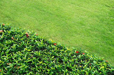 草投标绿色植物群院子活力绿化场地生长草皮绿色植物图片