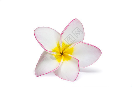 花朵freangipani白色花园温泉花瓣植物情调气味香味卡片亚热带图片