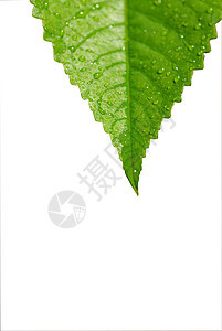 绿叶草本液体季节园艺飞沫植物学叶子绿色宏观图片