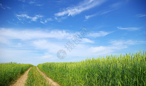 字段粮食生长玉米场地蓝色种子农场收成稻草绿色图片