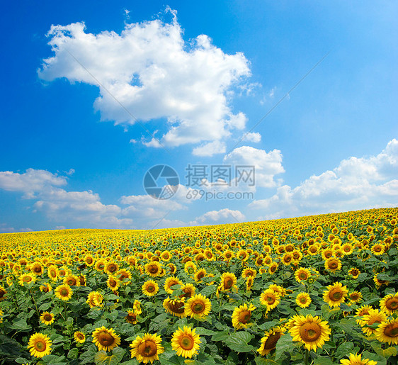 向向向外字段场地国家晴天种植园蓝色乡村草地生长植物地球图片