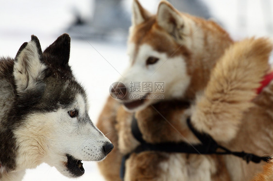 西伯利亚雪橇犬动物哺乳动物白色团队朋友毛皮运动雪橇犬类宠物图片