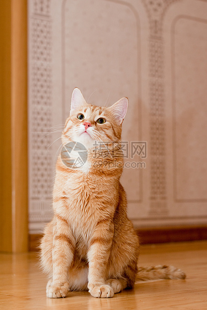 猫棕色毛皮木头虎斑白色悲哀姿势地面宠物猫科图片