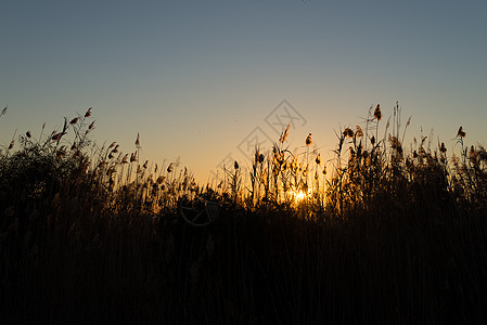 Reeds 环形图太阳日出阳光背光植物群植物甘蔗水平荒野图片