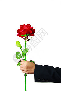 白色背景上孤立的红玫瑰手举起来礼物花束手指庆典金子红色男人植物生长园艺图片