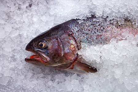 冰上鲜鳟鱼背景图片