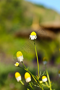 花朵太阳花园草地植物群紫色场地花坛环境植物阳光图片