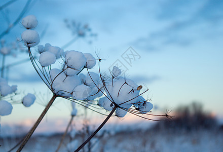 俄罗斯世界杯冬季现场仙境蓝色森林季节树木白色雪花旅行场景天空背景