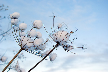 冬季现场场景蓝色森林季节天空白色树木旅行仙境雪花图片