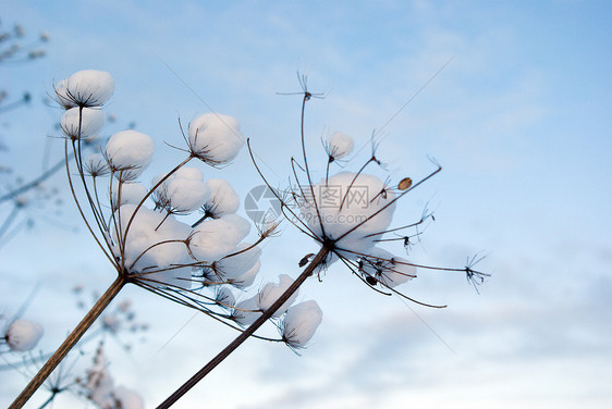 冬季现场场景蓝色森林季节天空白色树木旅行仙境雪花图片