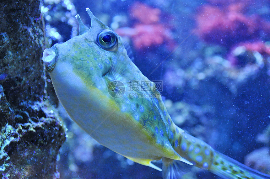 双角公牛鱼黄色情调盐水热带长角牛潜水大眼睛水族馆异国珊瑚图片