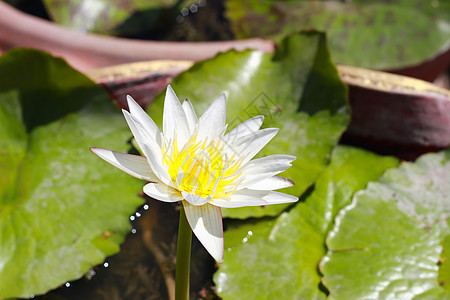 白莲花花植物绿色水分漂浮百合睡莲荷花白色软垫宏观图片