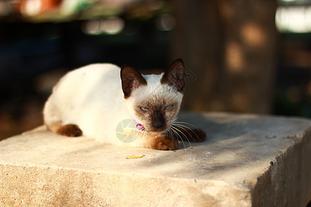 泰国小猫猫科动物脊椎动物工作室猫眼主题家畜白色生物宠物哺乳动物图片