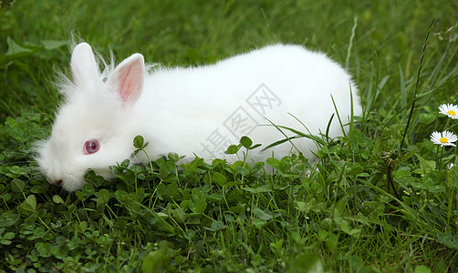 绿草的白矮白兔图片