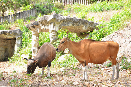 Banteng 雨林中的红公牛农场动物园照片哺乳动物皮肤皮革动物群奶牛喇叭肌肉图片