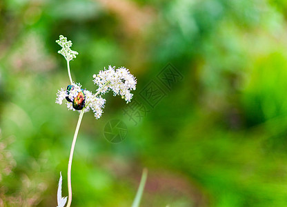 花朵上的昆虫甲虫绿虫动物传粉者荒野草地害虫阳光宏观叶子场景蝴蝶图片