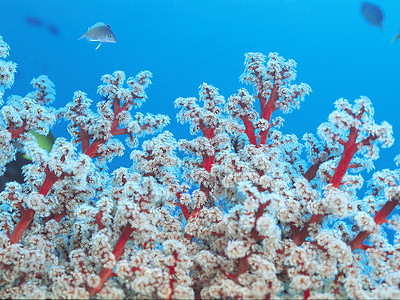 珊瑚花朵捕食者水平生长掠夺性脊椎动物热带珊瑚礁照片海葵图片