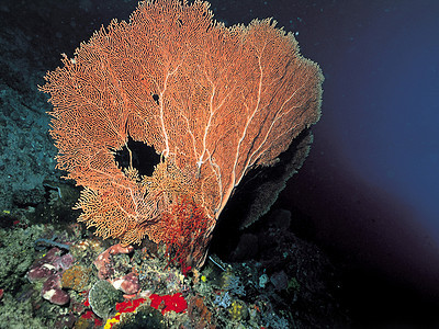 珊瑚花朵海葵照片掠夺性捕食者脊椎动物生长水平热带珊瑚礁图片