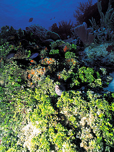 珊瑚生长海葵珊瑚礁捕食者掠夺性水平照片花朵脊椎动物热带图片