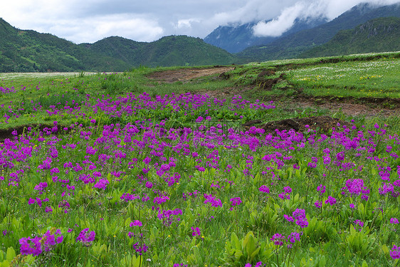 普里穆拉恶性疟原虫花朵盛开植物学植物叶子风景墙纸植物群农场草地场地季节图片