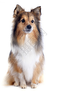 谢特兰狗工作室棕色白色动物牧羊犬宠物犬类图片